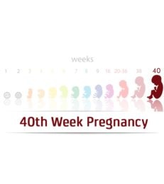 40th Week Pregnancy: Symptoms, Baby Development And Tips