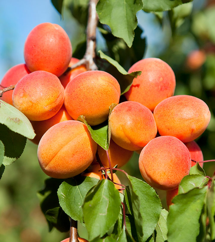 7 Health Benefits Of Apricot (Khubani) For Babies And Recipes To Try