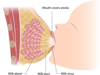 Breast-Milk-Produced